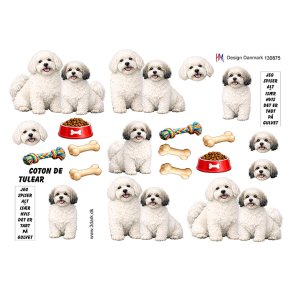 3D Coton de tulear
