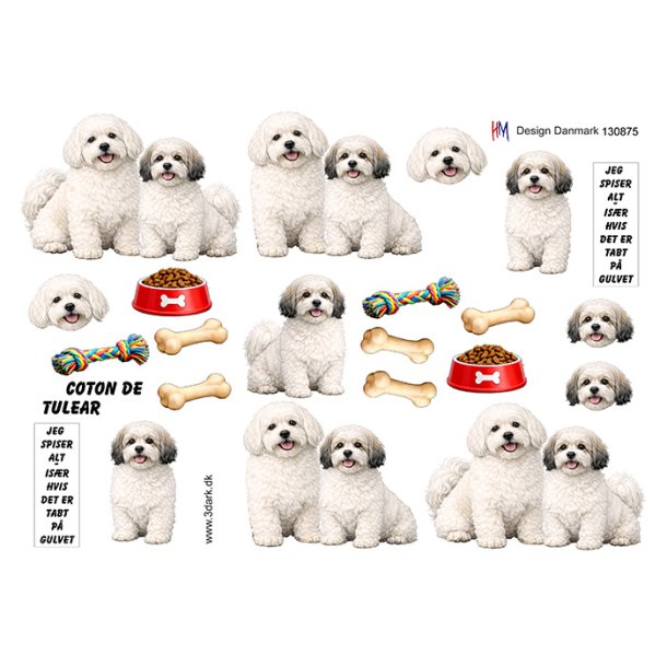 3D Coton de tulear