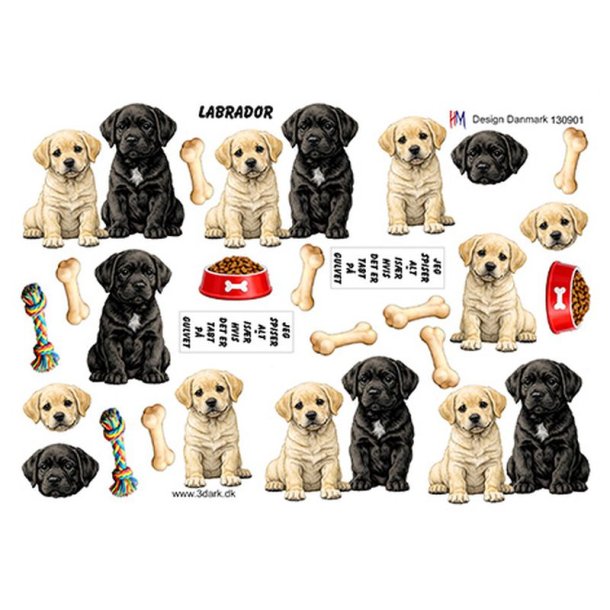 3D Labrador