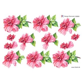3D Pink rose