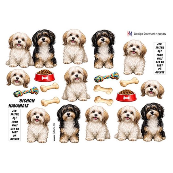 3D Bichon havanais hunde